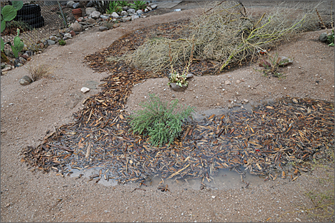Photo essay - water harvesting features in Tucson, Arizona