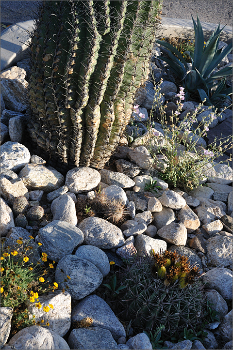 Photo Essays - traffic-calming circle with xeriscape garden, Tucson, Arizona