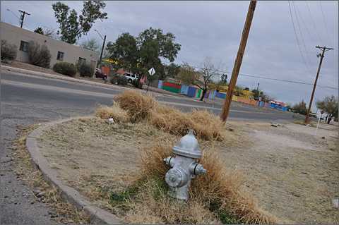 Photo essay - Buffelgrass in Tucson, Arizona