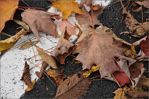 Travel photography - Fall leaves in church parking lot, Stowe, Vermont
