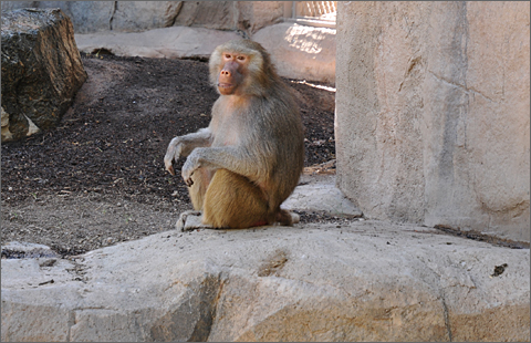 Travel photography - baboon at Phoenix Zoo, Arizona