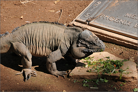 Travel photography - giant iguana at Phoenix Zoo, Arizona