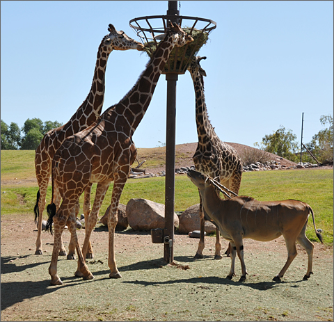 Travel photography - giraffes at Phoenix Zoo, Arizona