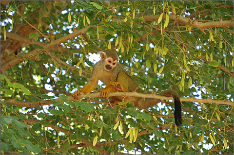 Travel photography - monkey at Phoenix Zoo, Arizona