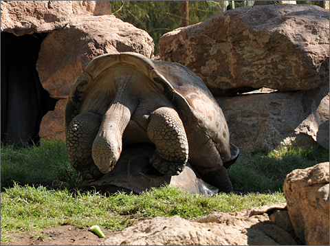 Travel photography - tortoises mating at Phoenix Zoo, Arizona