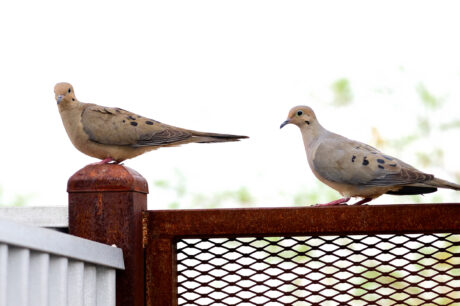 Podcast Guest Appearance: Birdhugger