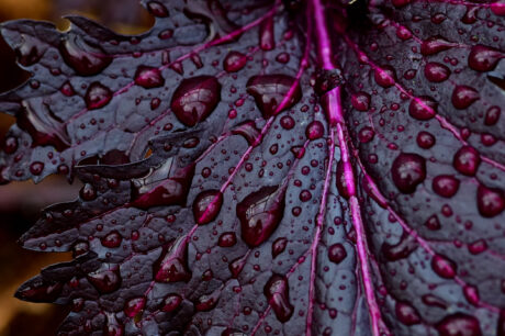 Podcast Guest Appearance: The Beet