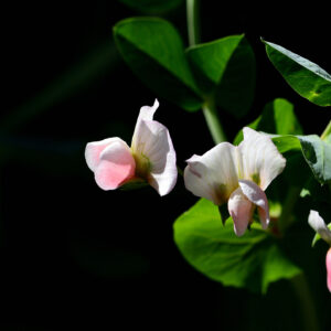 3. Snow Pea Surprise