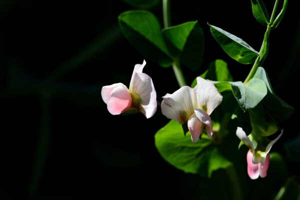 3. Snow Pea Surprise