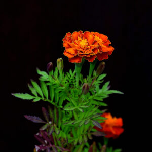 4. Potted Marigolds
