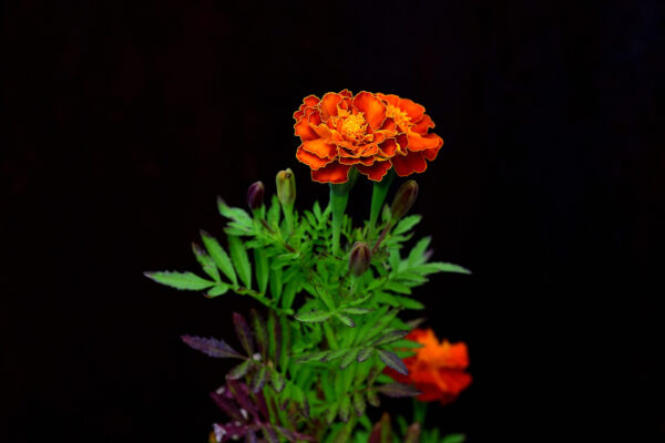 4. Potted Marigolds