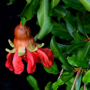 6. Pomegranate Flower