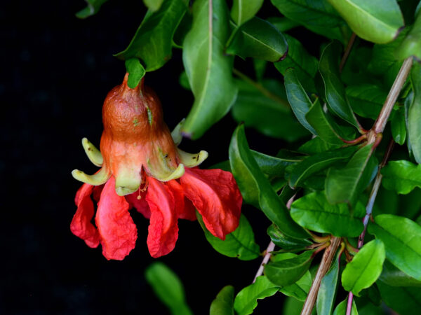 6. Pomegranate Flower