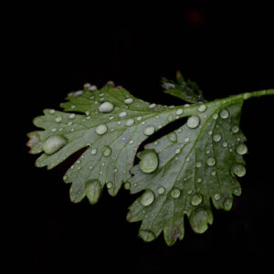 9. Cilantro and Raindrops