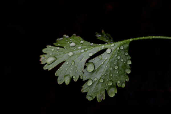 9. Cilantro and Raindrops