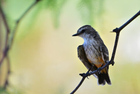 Water Harvesting 101 Podcast: Episode 46 – Creating a Wildlife Habitat