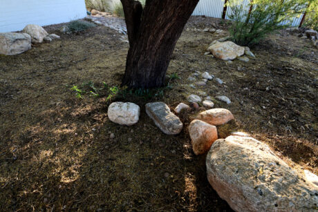 Water Harvesting 101 Podcast: Episode 13 – Earthworks Creation Tip #5 – Desert Tree Planting