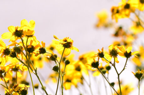 Water Harvesting 101 Podcast: Episode 50 – A Salute to the Volunteers