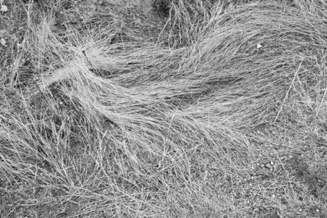 Water Harvesting 101 Podcast: Episode 60 – Keep Off the Grass