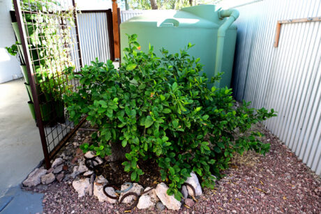 Water Harvesting 101 Podcast: Episode 54 – El Niño Returns