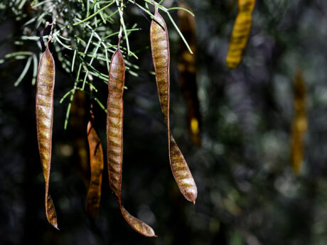 Water Harvesting 101 Podcast: Episode 56 – Welcome to the Dry Season