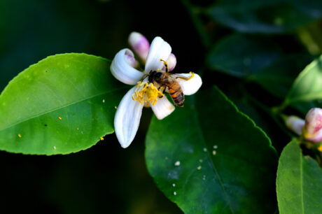 Water Harvesting 101 Podcast: Episode 52 – Handling a Heat Wave