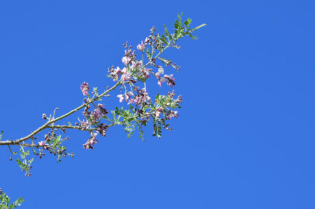 Water Harvesting 101 Podcast: Episode 53 – Spring Flowers