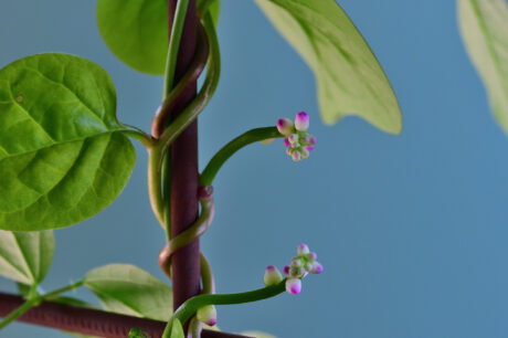 Water Harvesting 101 Podcast: Episode 45 – Creating Beauty from Scarcity