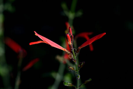 Water Harvesting 101 Podcast: Episode 39 – Lush Landscapes Without Heavy Irrigation