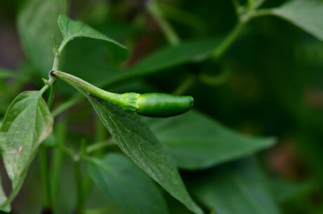 Water Harvesting 101 Podcast: Episode 49 – Planning the Spring/Summer Garden