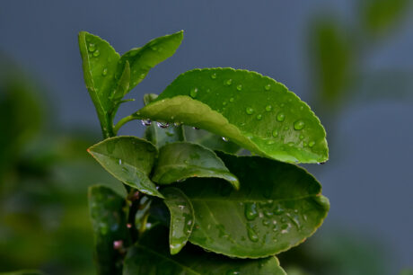 Water Harvesting 101 Podcast: Episode 72 – Where’s El Niño?