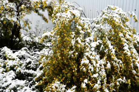 Water Harvesting 101 Podcast: Episode 44 – What if it snows?